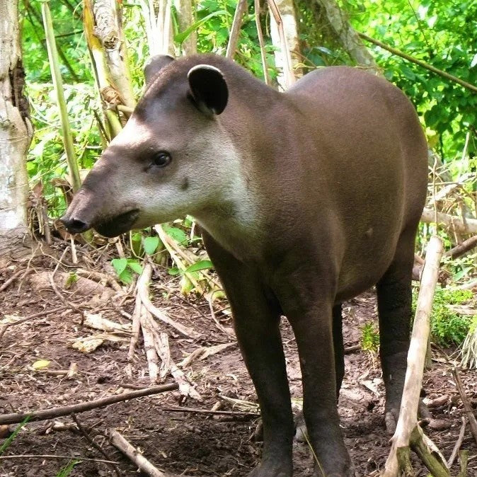 TOUR DELLA CITTÀ NELLA CITTÀ DI TARAPOTO