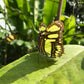 FULL DAY CHANCHAMAYO - Conservando la naturaleza
