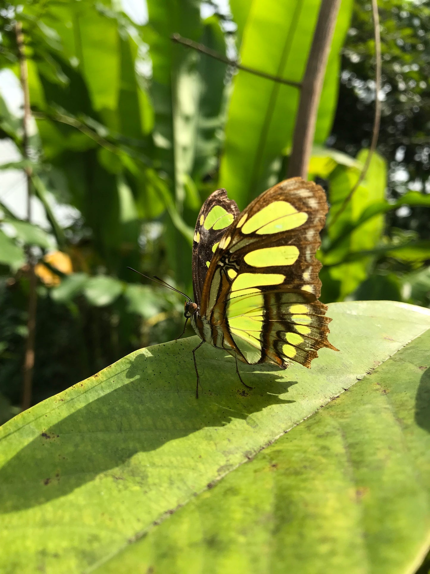 FULL DAY CHANCHAMAYO - Conserving nature