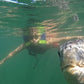 NADO CON TORTUGAS Y PASEO COSTERO EN DESLIZADOR DEPORTIVO EN ORGANOS