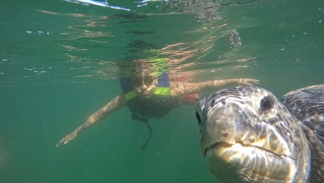 NADO CON TORTUGAS Y PASEO COSTERO EN DESLIZADOR DEPORTIVO EN ORGANOS