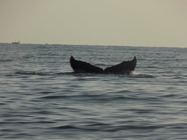 NADO CON TORTUGAS Y PASEO COSTERO EN DESLIZADOR DEPORTIVO EN ORGANOS