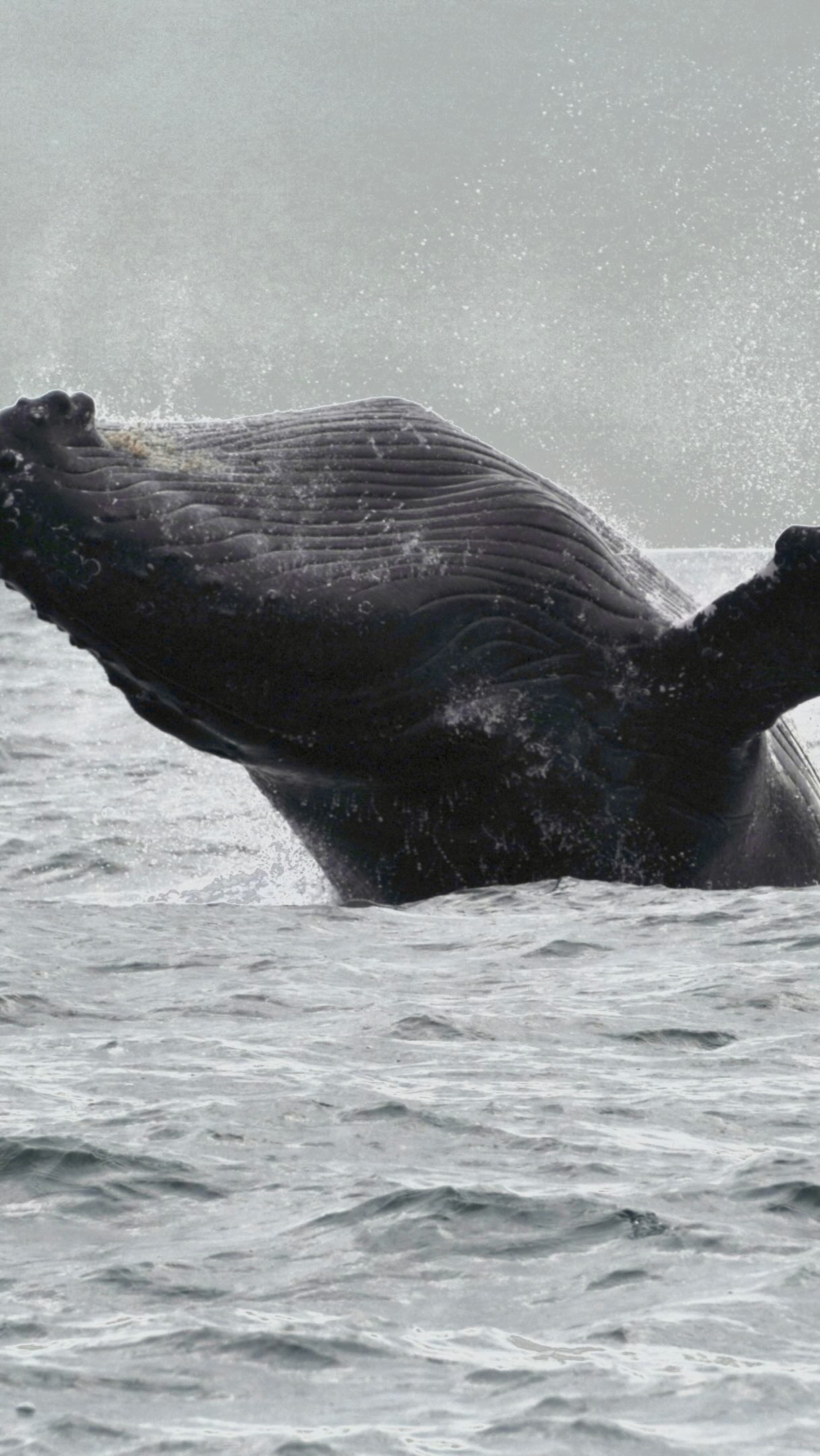 AVISTAMIENTO DE BALLENAS CON PASEO COSTERO AL ATARDECER  EN VELERO - LOS ÓRGANOS