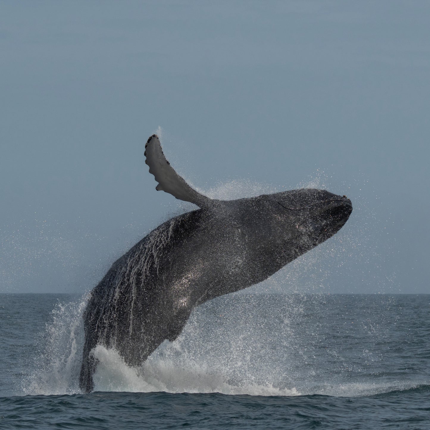 AVISTAMIENTO DE BALLENAS CON PASEO COSTERO AL ATARDECER  EN VELERO - LOS ÓRGANOS