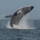 AVISTAMIENTO DE BALLENAS CON PASEO COSTERO AL ATARDECER  EN VELERO - LOS ÓRGANOS