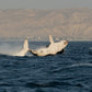 AVISTAMIENTO DE BALLENAS CON PASEO COSTERO AL ATARDECER  EN VELERO - LOS ÓRGANOS