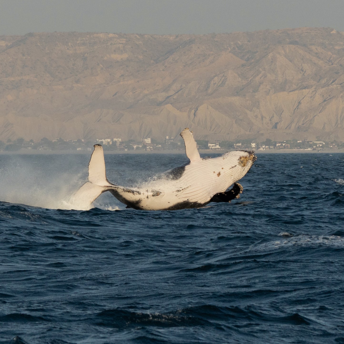 AVISTAMIENTO DE BALLENAS CON PASEO COSTERO AL ATARDECER  EN VELERO - LOS ÓRGANOS
