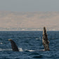 AVISTAMIENTO DE BALLENAS CON PASEO COSTERO AL ATARDECER  EN VELERO - LOS ÓRGANOS