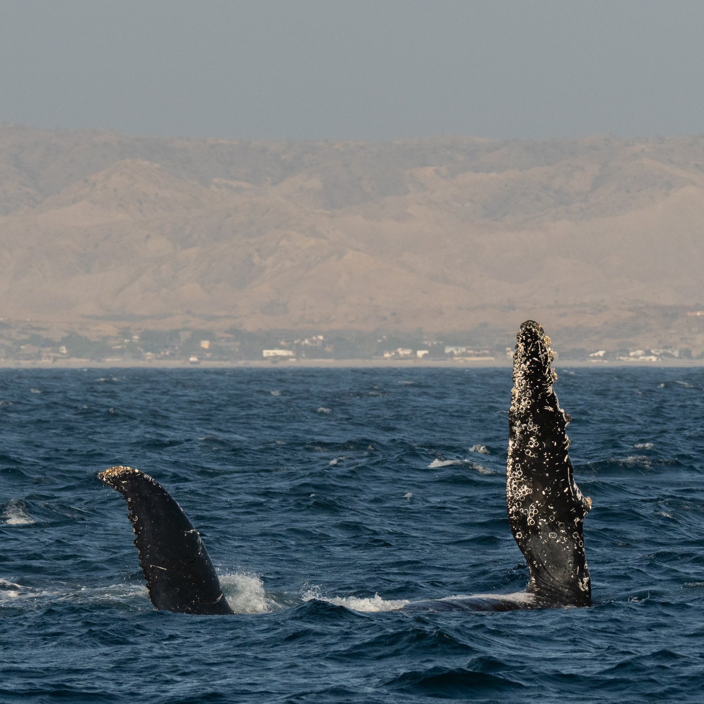 AVISTAMIENTO DE BALLENAS CON PASEO COSTERO AL ATARDECER  EN VELERO - LOS ÓRGANOS