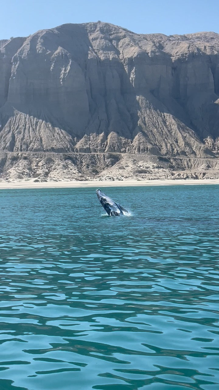 AVISTAMIENTO DE BALLENAS CON PASEO COSTERO AL ATARDECER  EN VELERO - LOS ÓRGANOS