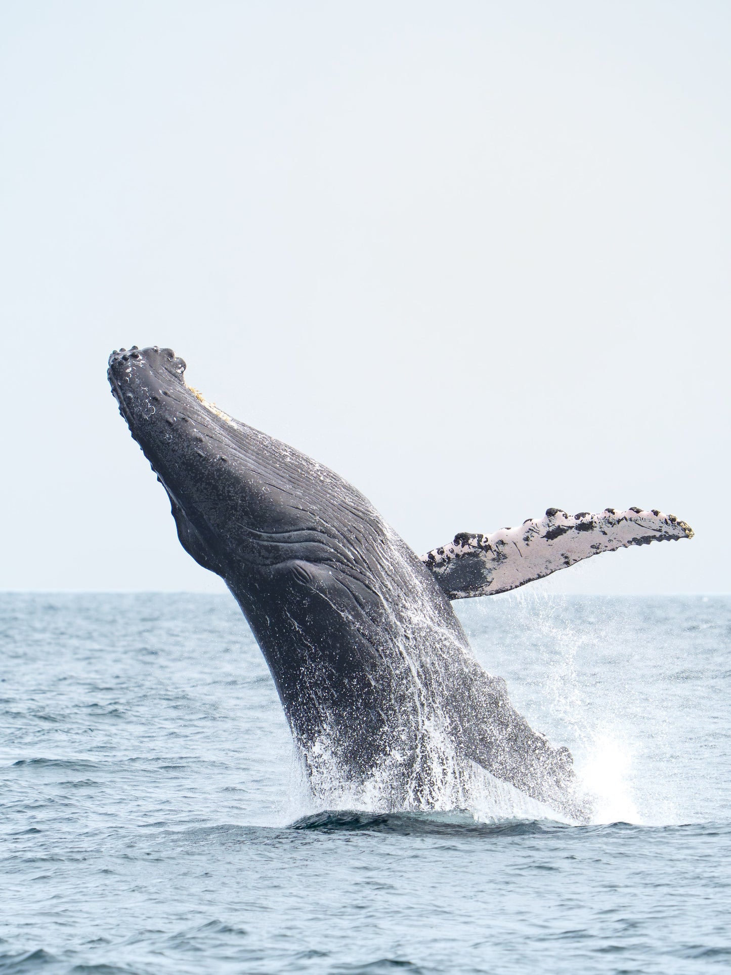 AVISTAMIENTO DE BALLENAS CON PASEO COSTERO AL ATARDECER  EN VELERO - LOS ÓRGANOS