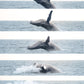 AVISTAMIENTO DE BALLENAS CON PASEO COSTERO AL ATARDECER  EN VELERO - LOS ÓRGANOS