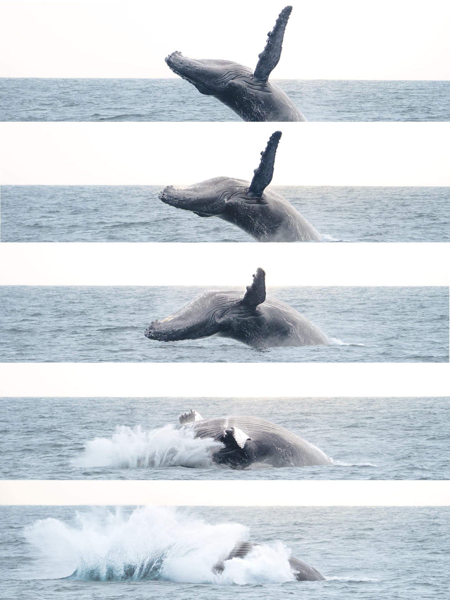 AVISTAMIENTO DE BALLENAS CON PASEO COSTERO AL ATARDECER  EN VELERO - LOS ÓRGANOS