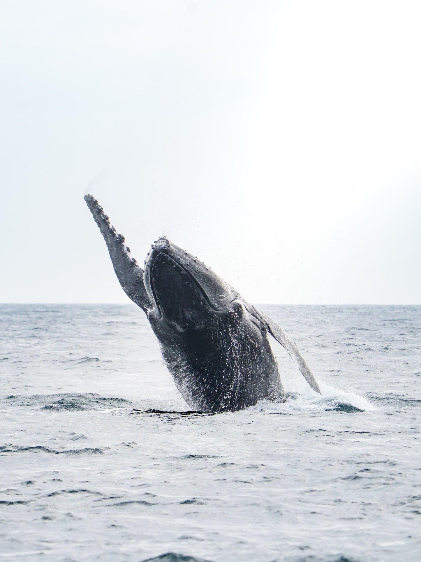 AVISTAMIENTO DE BALLENAS CON PASEO COSTERO AL ATARDECER  EN VELERO - LOS ÓRGANOS