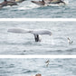 AVISTAMIENTO DE BALLENAS CON PASEO COSTERO AL ATARDECER  EN VELERO - LOS ÓRGANOS