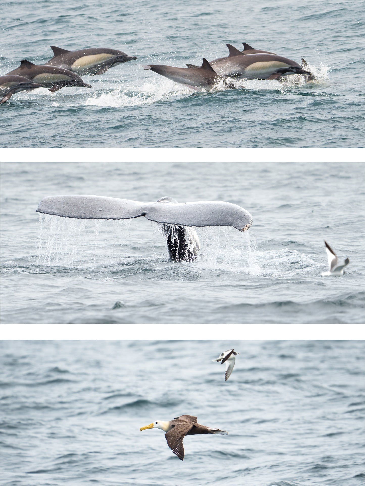 AVISTAMIENTO DE BALLENAS CON PASEO COSTERO AL ATARDECER  EN VELERO - LOS ÓRGANOS