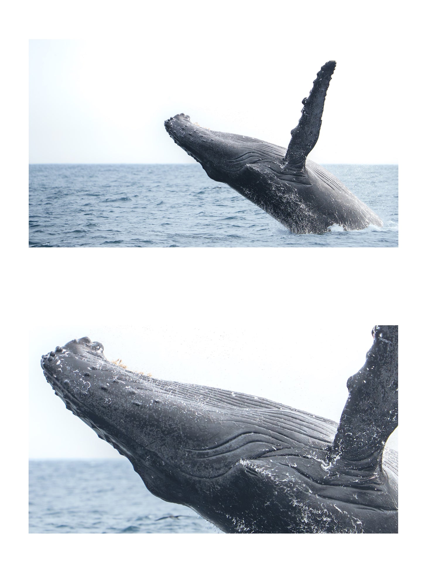AVISTAMIENTO DE BALLENAS CON PASEO COSTERO AL ATARDECER  EN VELERO - LOS ÓRGANOS