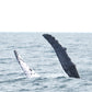 AVISTAMIENTO DE BALLENAS CON PASEO COSTERO AL ATARDECER  EN VELERO - LOS ÓRGANOS