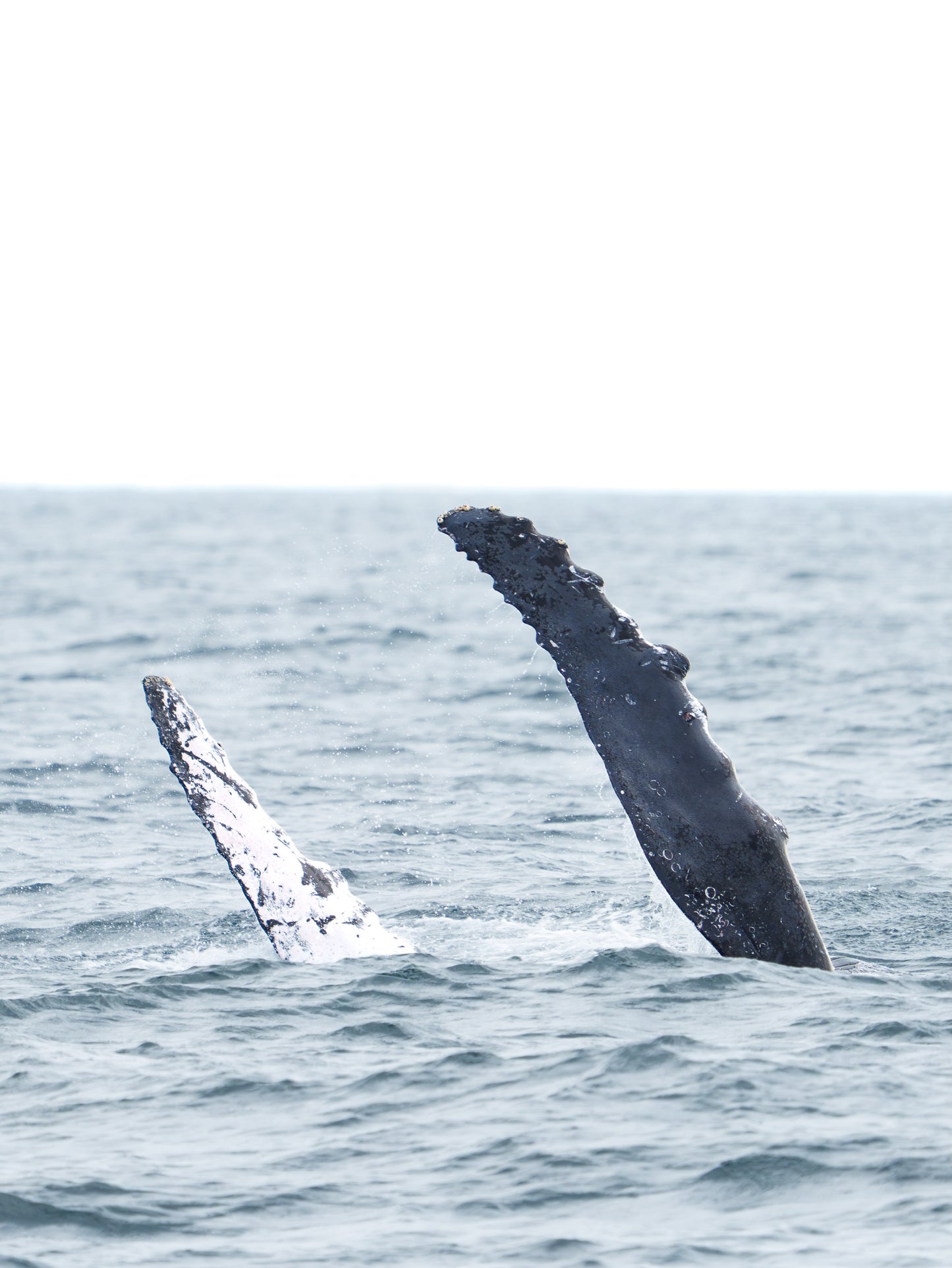 AVISTAMIENTO DE BALLENAS CON PASEO COSTERO AL ATARDECER  EN VELERO - LOS ÓRGANOS