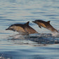 AVISTAMIENTO DE BALLENAS CON PASEO COSTERO AL ATARDECER  EN VELERO - LOS ÓRGANOS