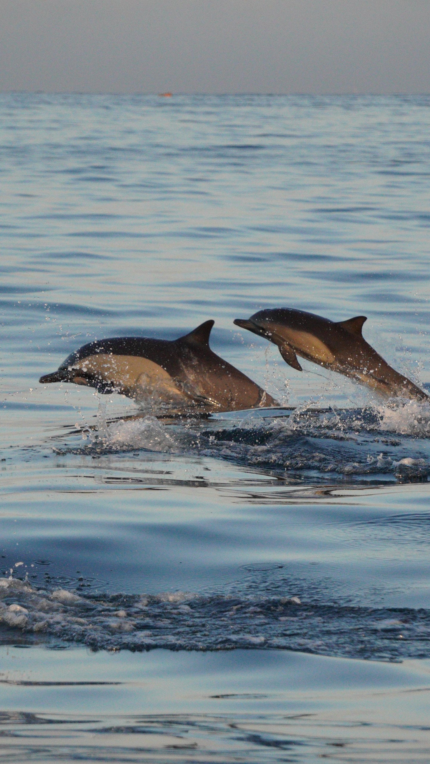 AVISTAMIENTO DE BALLENAS CON PASEO COSTERO AL ATARDECER  EN VELERO - LOS ÓRGANOS