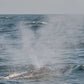 AVISTAMIENTO DE BALLENAS CON PASEO COSTERO AL ATARDECER  EN VELERO - LOS ÓRGANOS