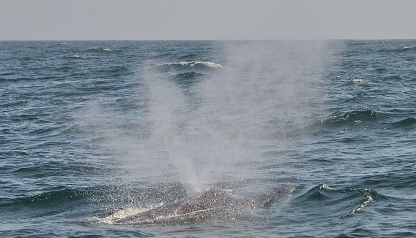 AVISTAMIENTO DE BALLENAS CON PASEO COSTERO AL ATARDECER  EN VELERO - LOS ÓRGANOS