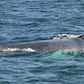AVISTAMIENTO DE BALLENAS CON PASEO COSTERO AL ATARDECER  EN VELERO - LOS ÓRGANOS