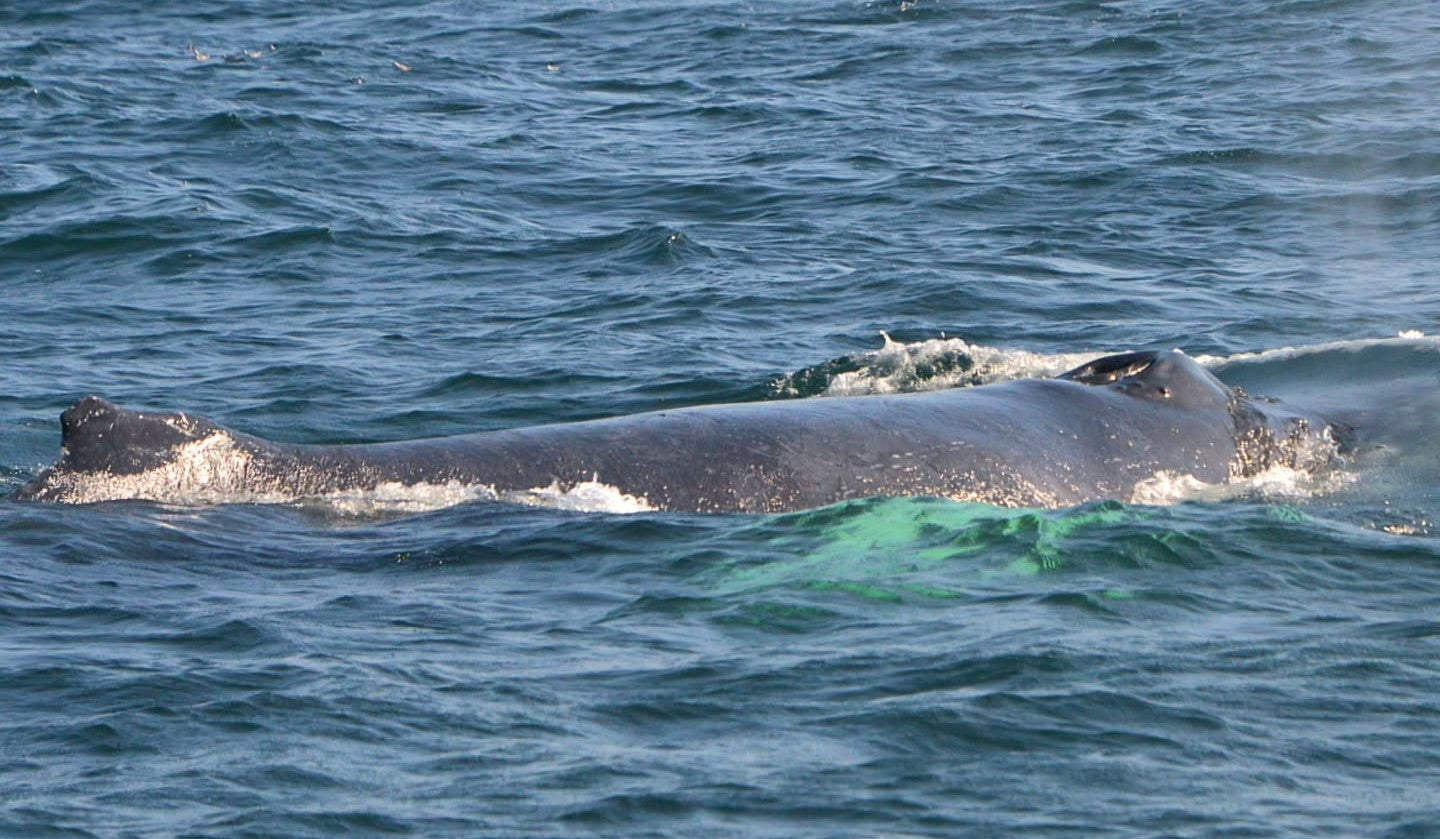 AVISTAMIENTO DE BALLENAS CON PASEO COSTERO AL ATARDECER  EN VELERO - LOS ÓRGANOS