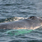 AVISTAMIENTO DE BALLENAS CON PASEO COSTERO AL ATARDECER  EN VELERO - LOS ÓRGANOS