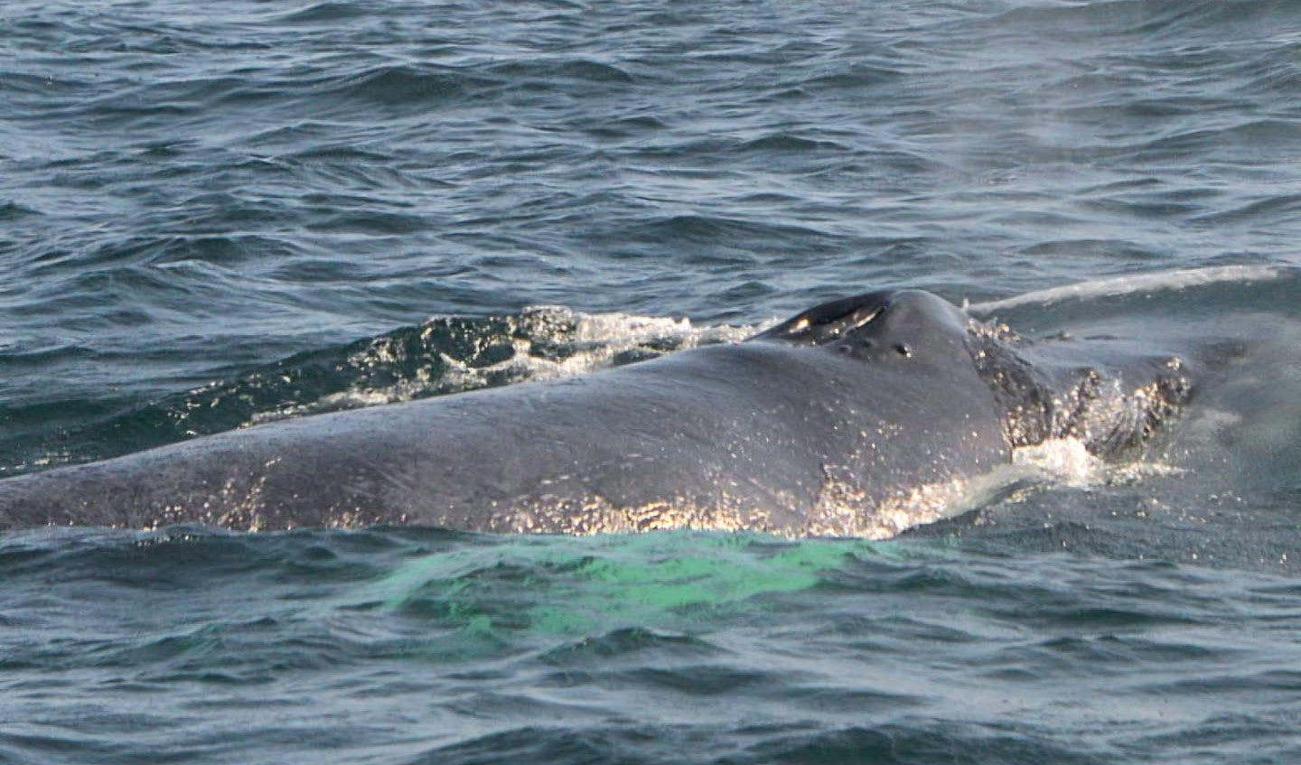 AVISTAMIENTO DE BALLENAS CON PASEO COSTERO AL ATARDECER  EN VELERO - LOS ÓRGANOS