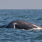 AVISTAMIENTO DE BALLENAS CON PASEO COSTERO AL ATARDECER  EN VELERO - LOS ÓRGANOS