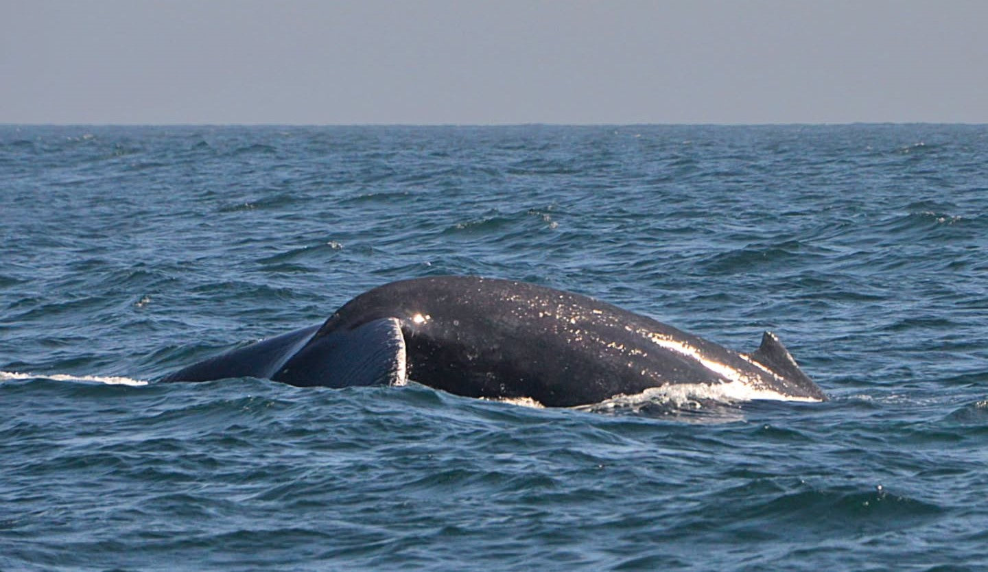 AVISTAMIENTO DE BALLENAS CON PASEO COSTERO AL ATARDECER  EN VELERO - LOS ÓRGANOS