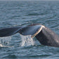 AVISTAMIENTO DE BALLENAS CON PASEO COSTERO AL ATARDECER  EN VELERO - LOS ÓRGANOS