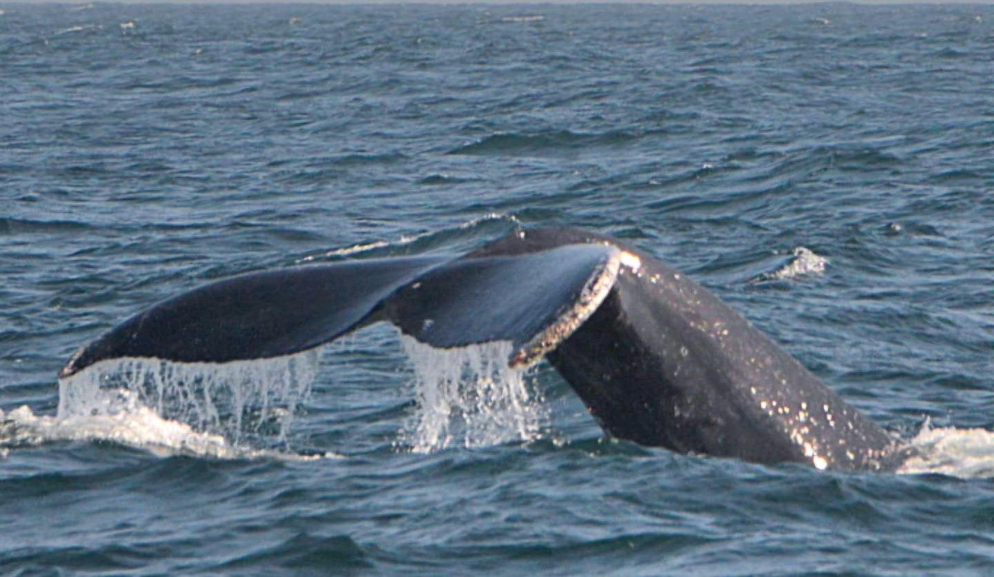 AVISTAMIENTO DE BALLENAS CON PASEO COSTERO AL ATARDECER  EN VELERO - LOS ÓRGANOS