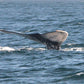 AVISTAMIENTO DE BALLENAS CON PASEO COSTERO AL ATARDECER  EN VELERO - LOS ÓRGANOS