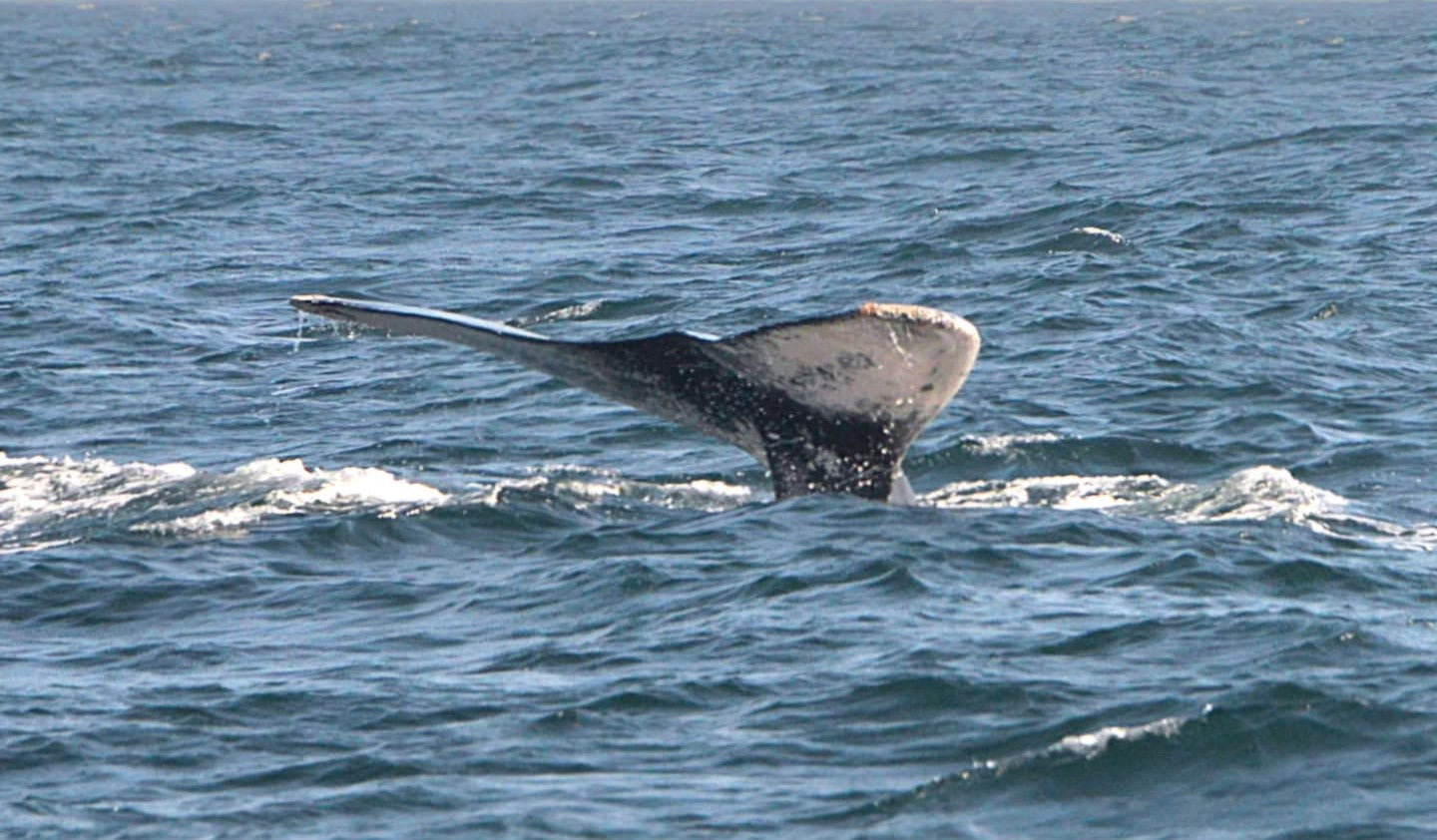 AVISTAMIENTO DE BALLENAS CON PASEO COSTERO AL ATARDECER  EN VELERO - LOS ÓRGANOS