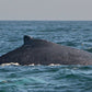 AVISTAMIENTO DE BALLENAS CON PASEO COSTERO AL ATARDECER  EN VELERO - LOS ÓRGANOS