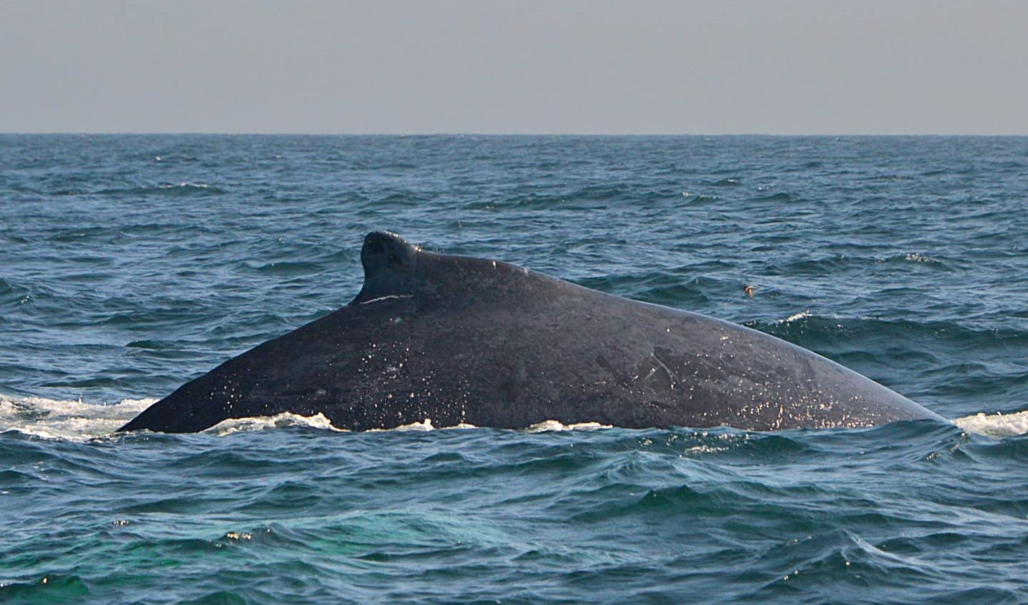 AVISTAMIENTO DE BALLENAS CON PASEO COSTERO AL ATARDECER  EN VELERO - LOS ÓRGANOS