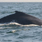 AVISTAMIENTO DE BALLENAS CON PASEO COSTERO AL ATARDECER  EN VELERO - LOS ÓRGANOS
