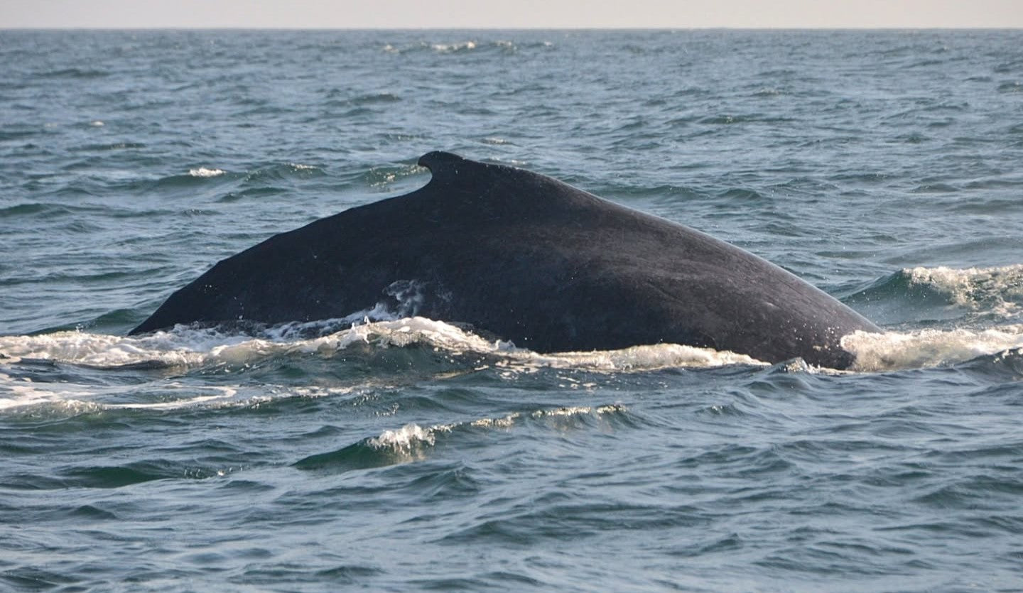 AVISTAMIENTO DE BALLENAS CON PASEO COSTERO AL ATARDECER  EN VELERO - LOS ÓRGANOS