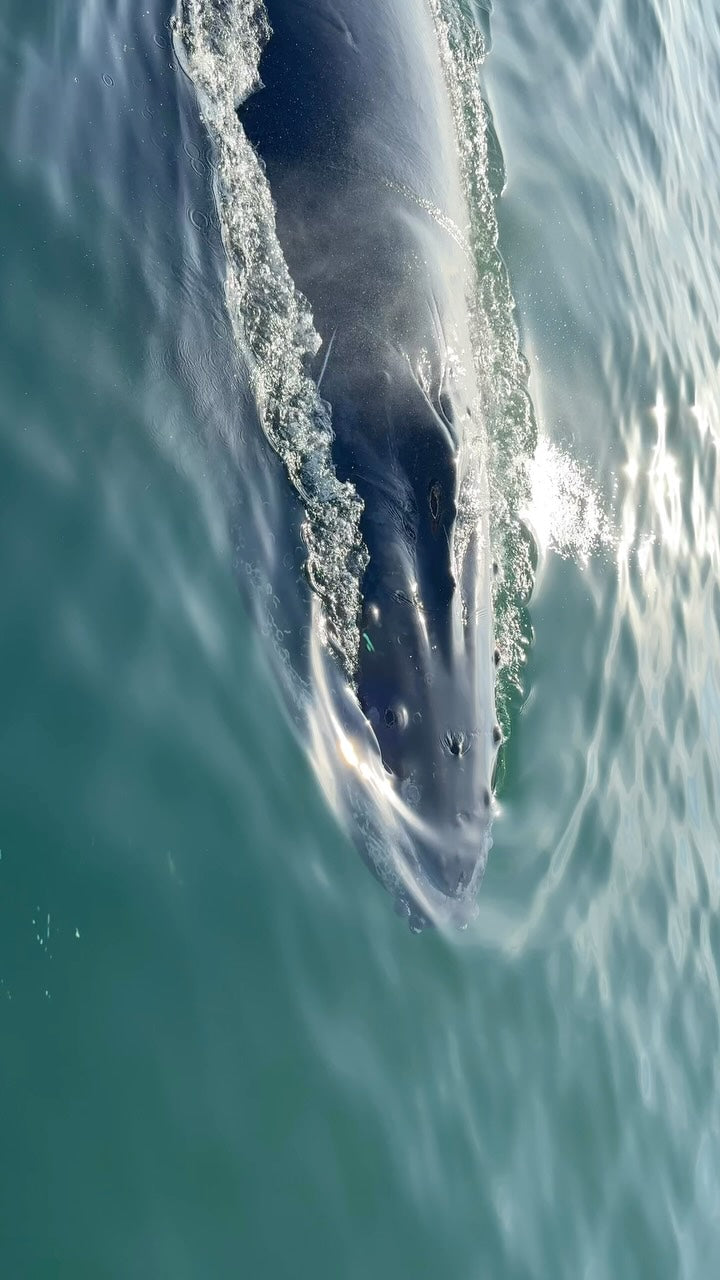 AVISTAMIENTO DE BALLENAS CON PASEO COSTERO AL ATARDECER  EN VELERO - LOS ÓRGANOS