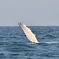 AVISTAMIENTO DE BALLENAS CON PASEO COSTERO AL ATARDECER  EN VELERO - LOS ÓRGANOS