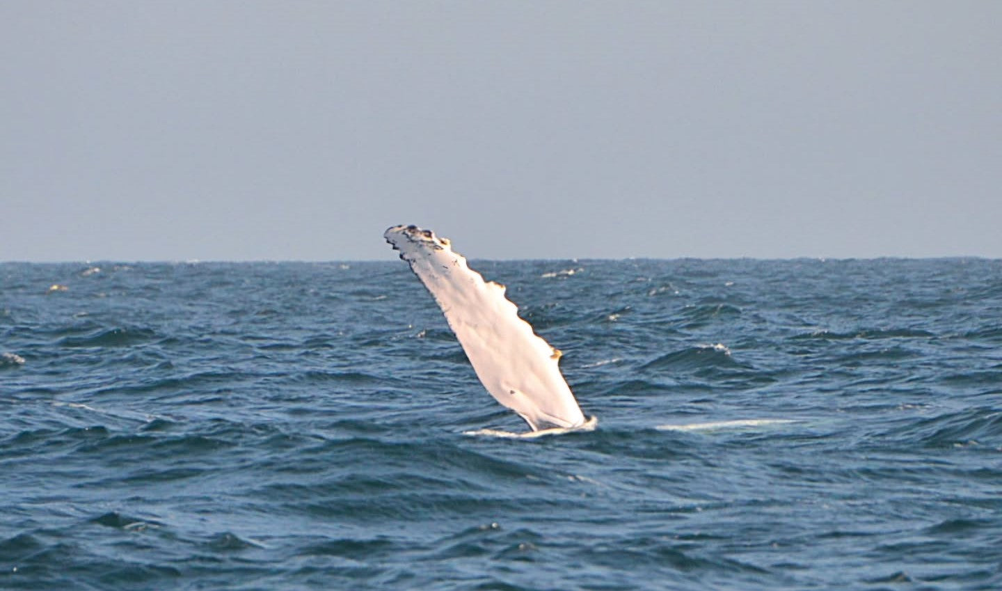 AVISTAMIENTO DE BALLENAS CON PASEO COSTERO AL ATARDECER  EN VELERO - LOS ÓRGANOS