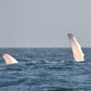 AVISTAMIENTO DE BALLENAS CON PASEO COSTERO AL ATARDECER  EN VELERO - LOS ÓRGANOS