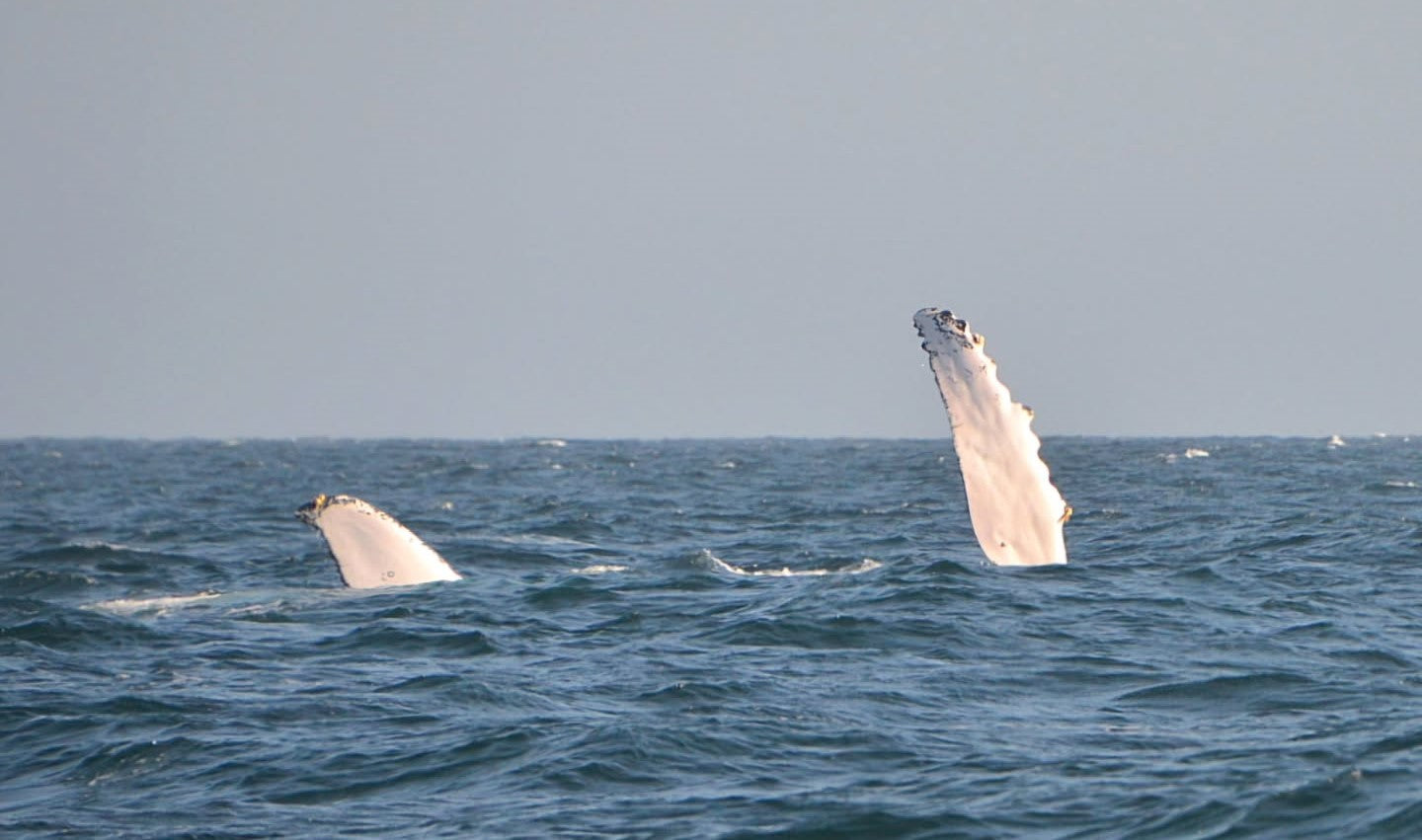 AVISTAMIENTO DE BALLENAS CON PASEO COSTERO AL ATARDECER  EN VELERO - LOS ÓRGANOS