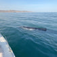 AVISTAMIENTO DE BALLENAS CON PASEO COSTERO AL ATARDECER  EN VELERO - LOS ÓRGANOS