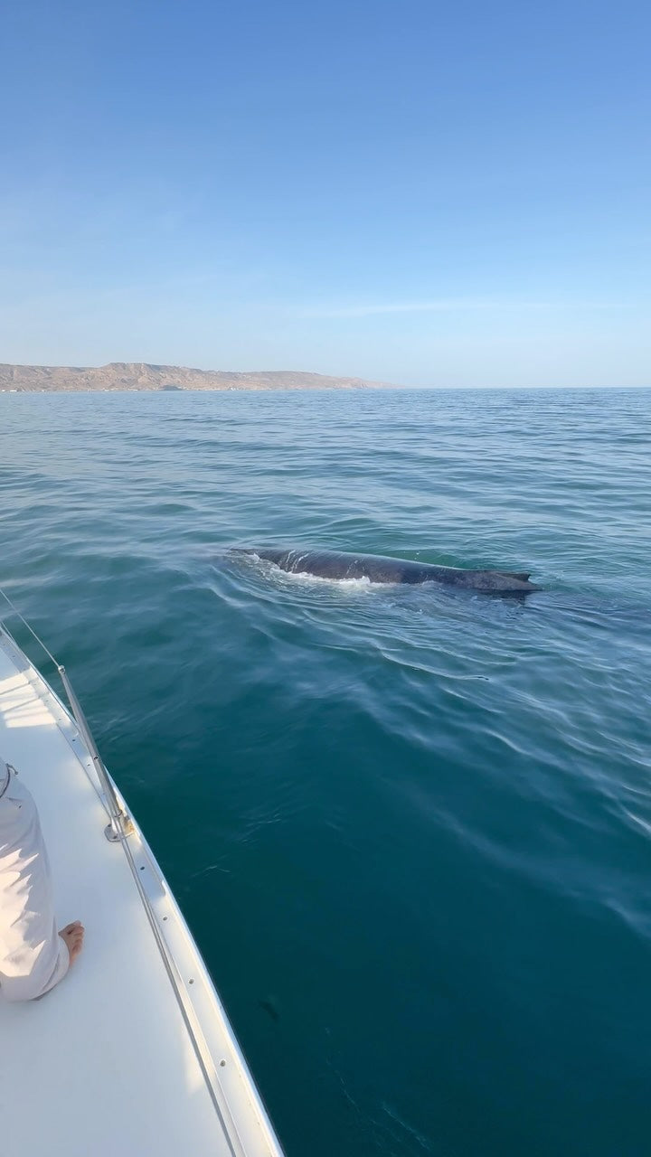 AVISTAMIENTO DE BALLENAS CON PASEO COSTERO AL ATARDECER  EN VELERO - LOS ÓRGANOS