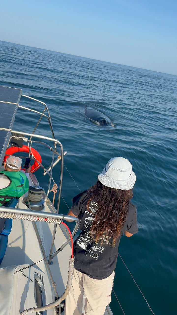 AVISTAMIENTO DE BALLENAS CON PASEO COSTERO AL ATARDECER  EN VELERO - LOS ÓRGANOS