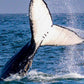 AVISTAMIENTO DE BALLENAS CON PASEO COSTERO AL ATARDECER  EN VELERO - LOS ÓRGANOS